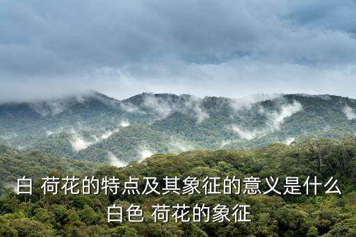 白 荷花的特点及其象征的意义是什么白色 荷花的象征