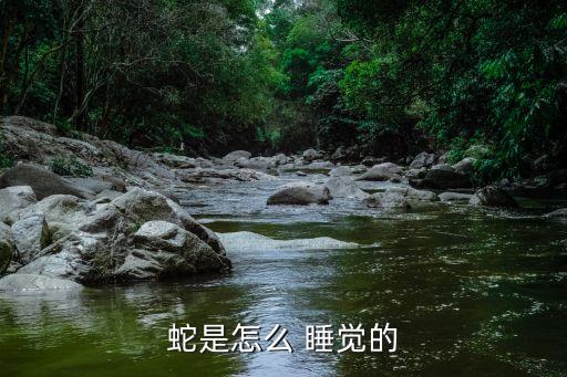 蛇是怎么 睡觉的