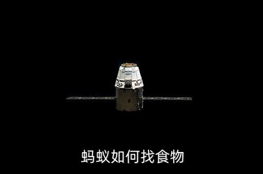  蚂蚁如何找食物