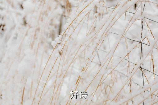 自己亥杂诗教案,如果可以在斯里兰卡活着我会选择留下来