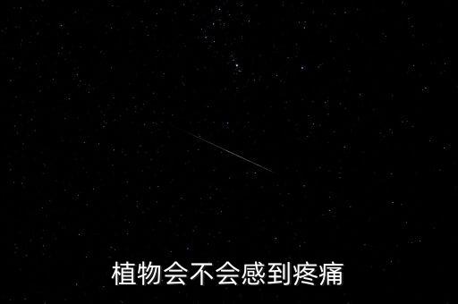 植物会不会感到疼痛