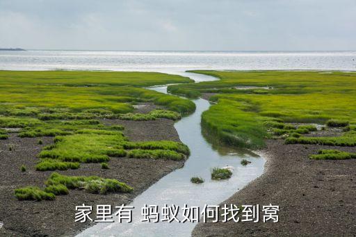 家里有 蚂蚁如何找到窝