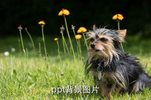 幼儿园ppt模板图片背景，幻灯片背景图片
