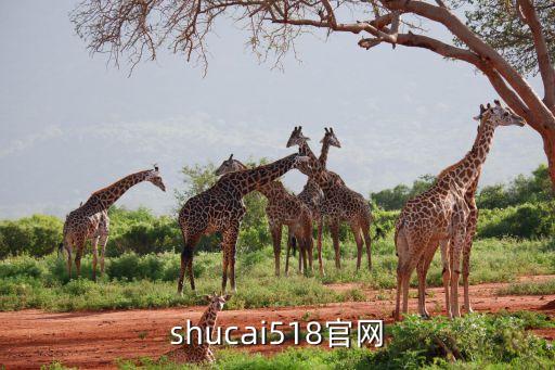 shucai518官网