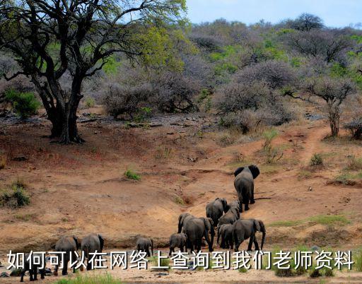 如何可以在网络上查询到我们老师资料