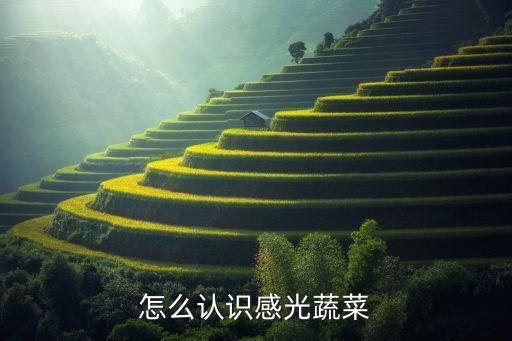 怎么认识感光蔬菜