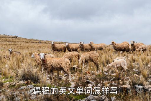 课程的英文单词怎样写