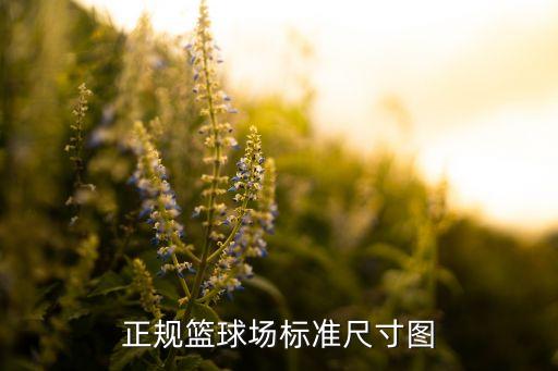 正规篮球场标准尺寸图