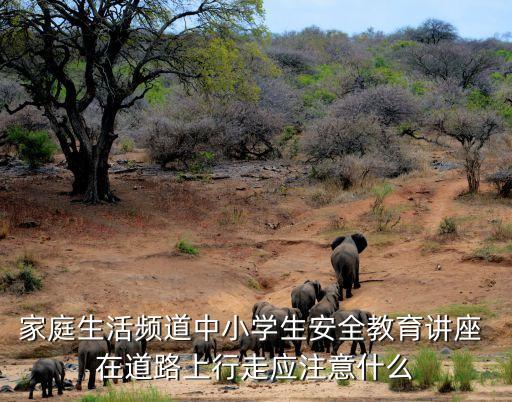 家庭生活频道中小学生安全教育讲座 在道路上行走应注意什么