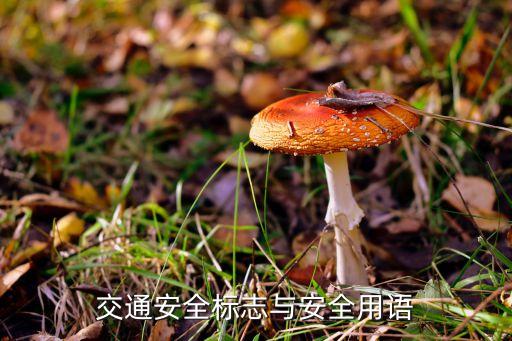 交通安全标志与安全用语