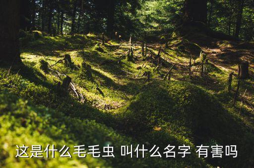 这是什么毛毛虫 叫什么名字 有害吗
