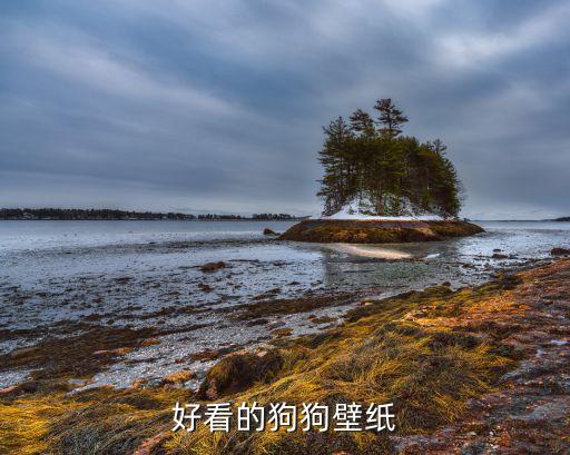 小狗图片，狗狗的图片小图