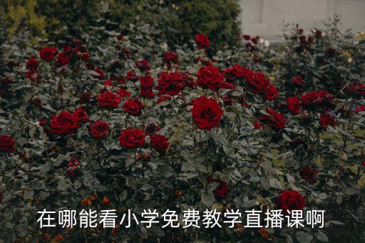 在哪能看小学免费教学直播课啊