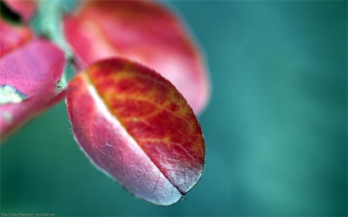 花鸟写生教案,五代黄泉写的花鸟画展现当代艺术价值