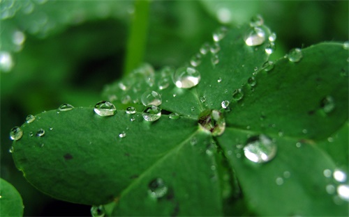 数学老师必备的软件，除了猿辅导还有哪些软件有网络教师1对1辅导推荐一下